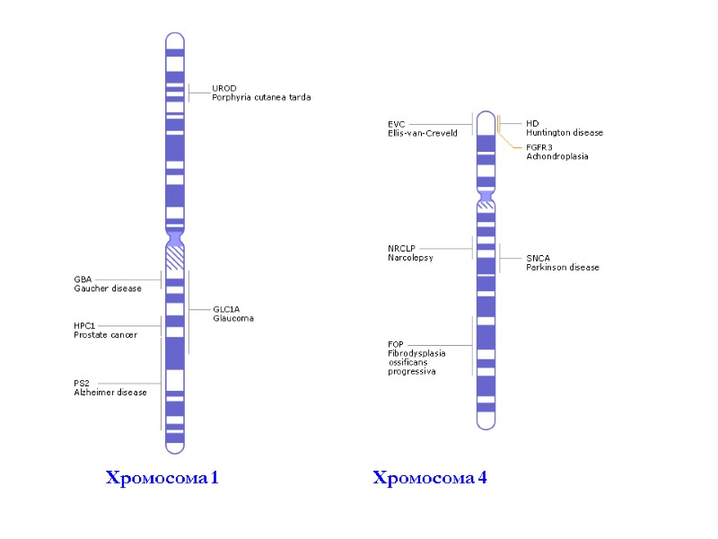 Хромосома 1            